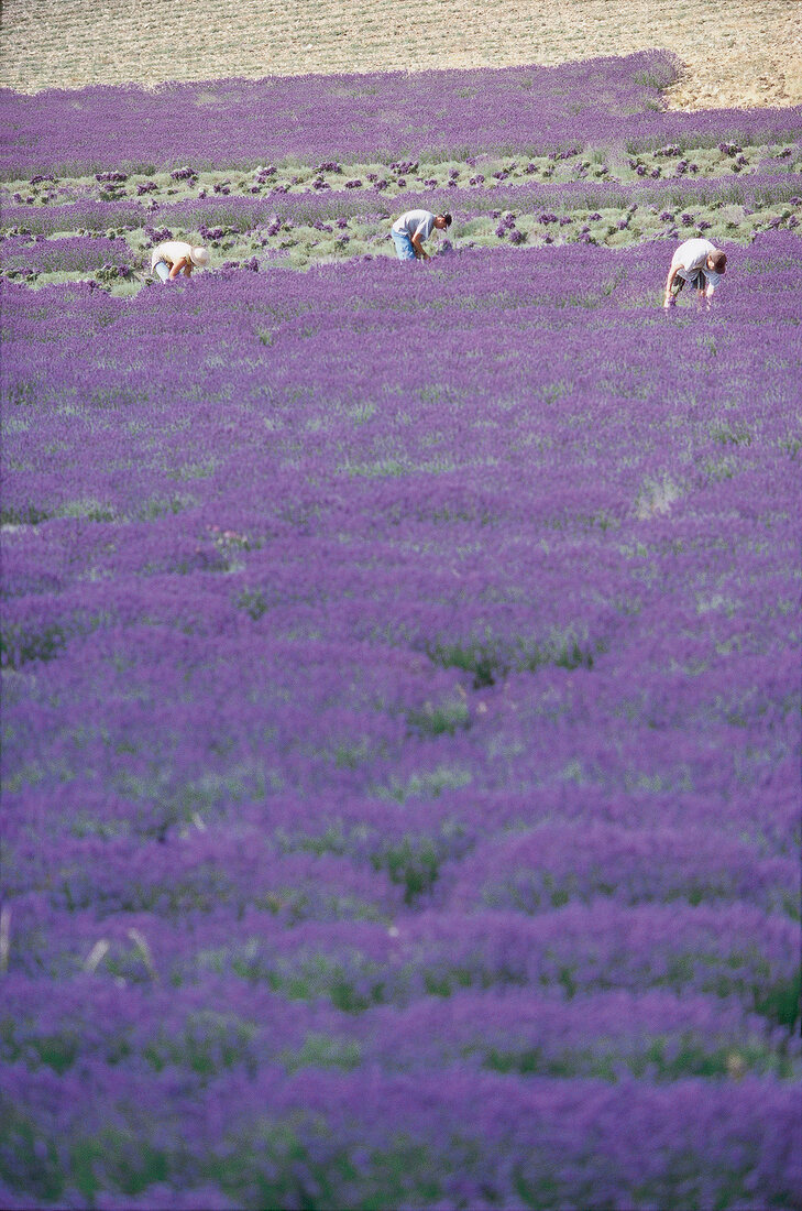 Lavendelernte, Lavendelfeld in der Provence