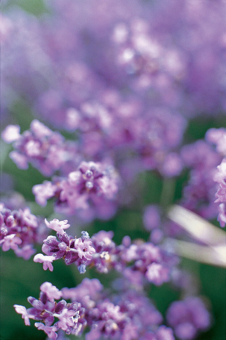 Lavendel, close up 