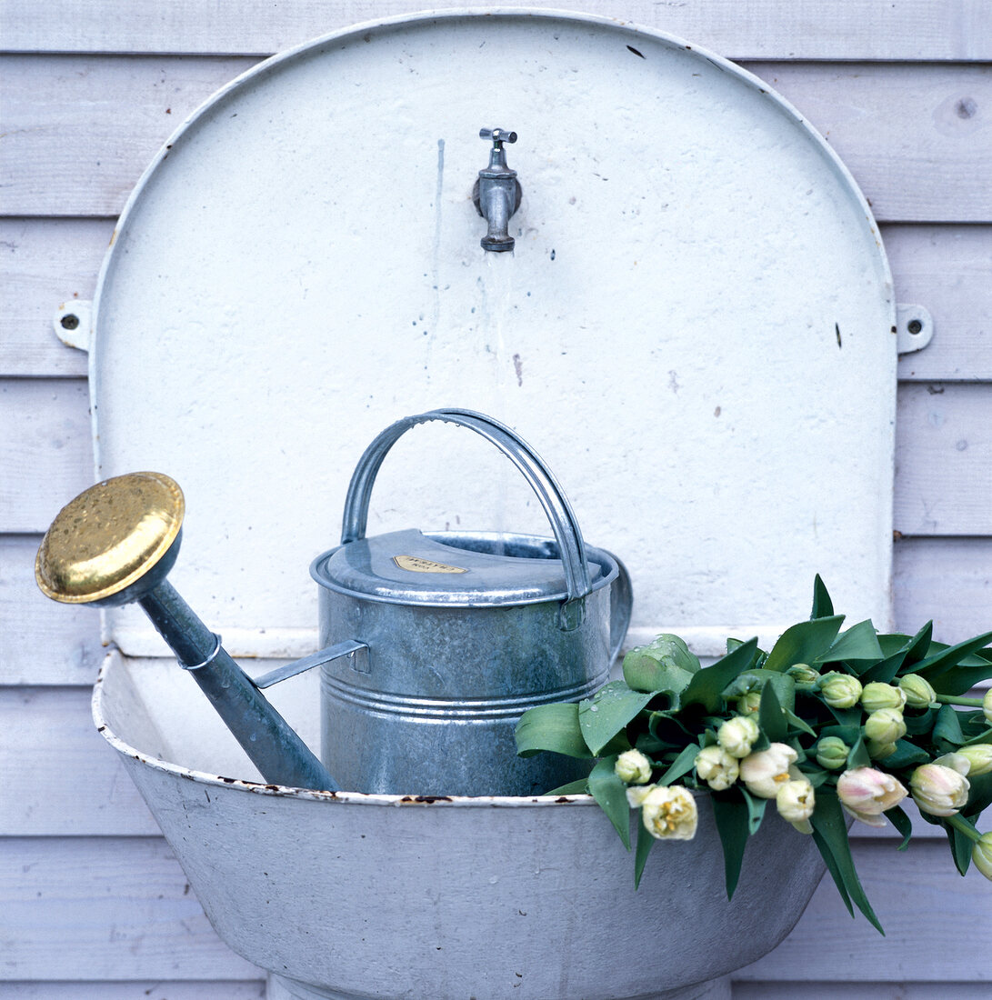 Close-up of zinc watering can and white tulips in garden sink