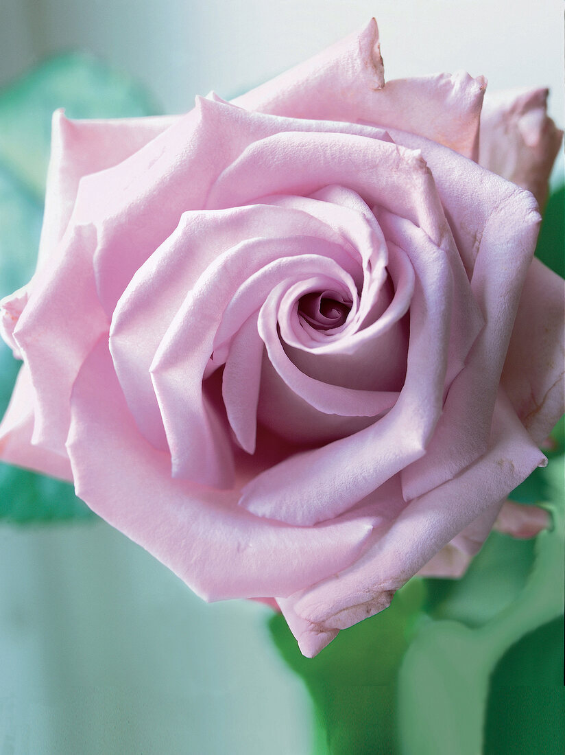 Close up auf Blüte einer rosa Rose 