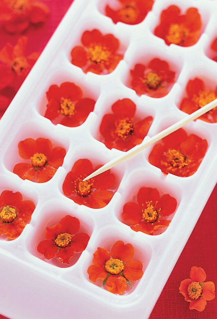 Blüten im Eiswürfelbehälter 