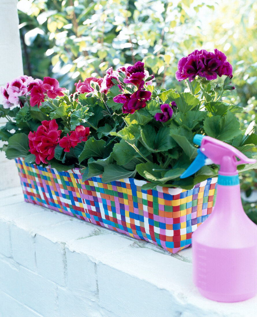 Geraniums in pot woven from colourful plastic straps