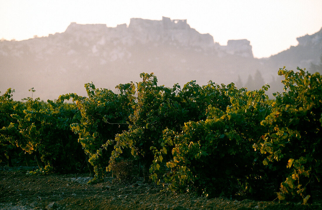 View of vineyard, Les Baux de Provence, France