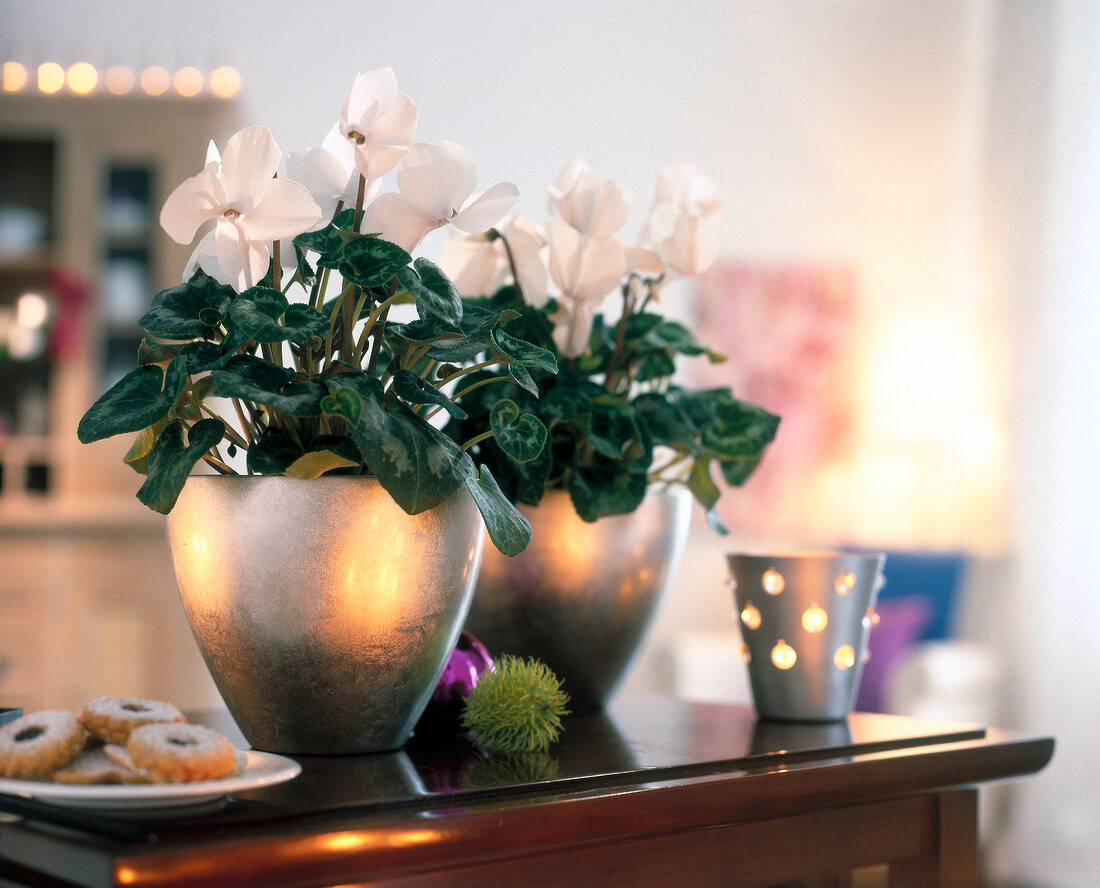 White cyclamen in silver lacquered wooden planters - Christmas decorations