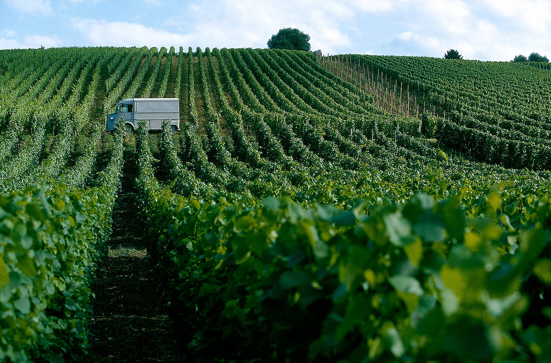 View of vineyards, France, Alsace