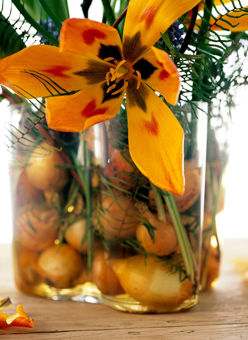 Vase gefüllt mit Zwiebeln, rot-gelbe Tulpe, Step 3