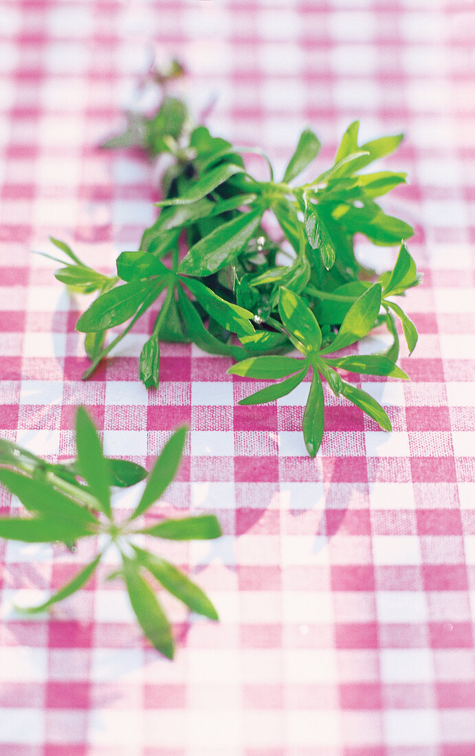 ein Zweig Waldmeister, Wildkraut, close-up, Freisteller