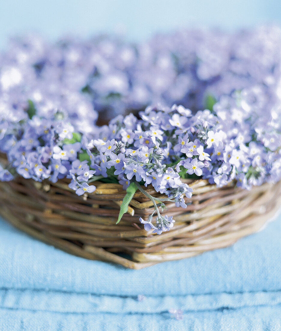 Forget-me-not in a wicker basket, flowers, forget-me-not flowers