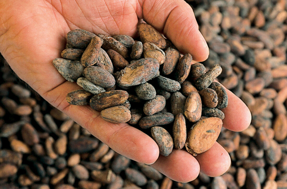 Handvoll Kakaobohnen, still 