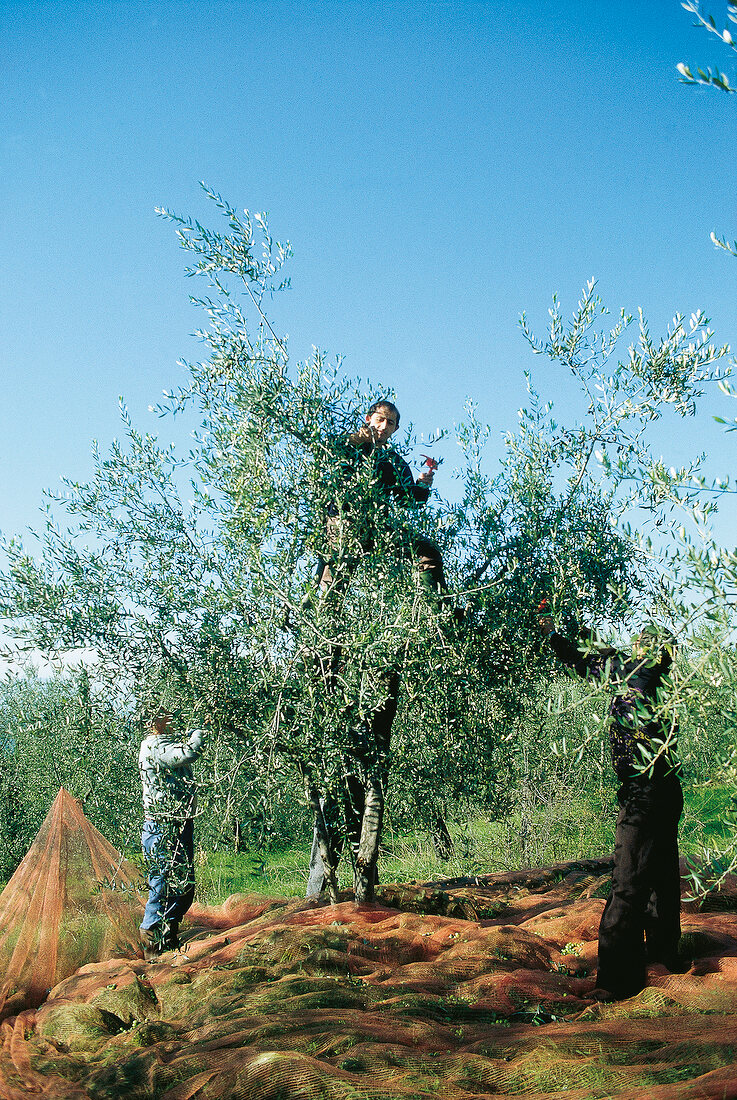Olivenernte, Bauern ernten Oliven, Olivenbaum, Netze, Oliven
