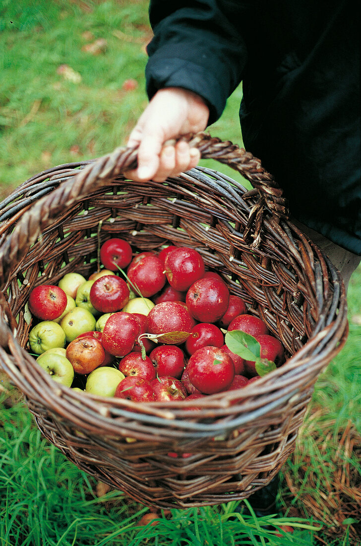 Äpfel in einem Korb, gelb und rot, Sorten Herbstprinz u. Gelber Richard