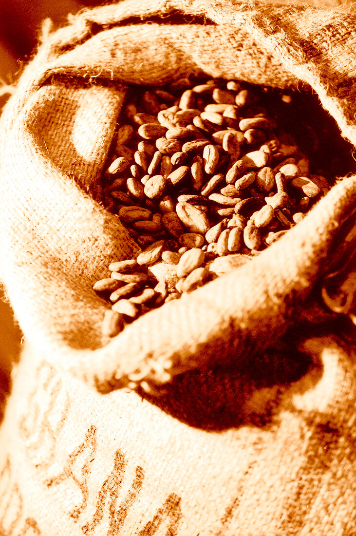 Close-up of brown cocoa beans in a sack