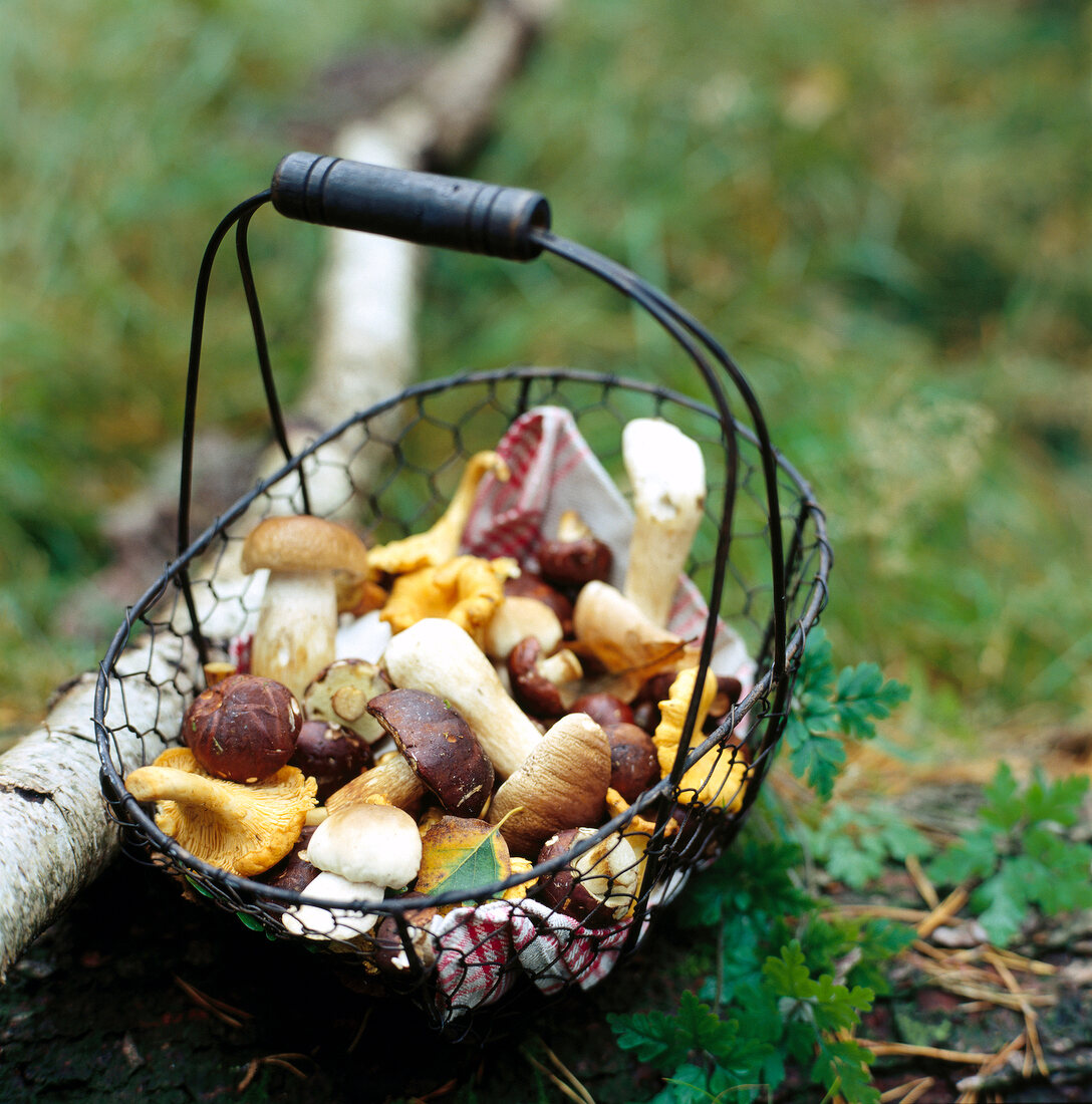 Fresh wild mushroom in basket on grass