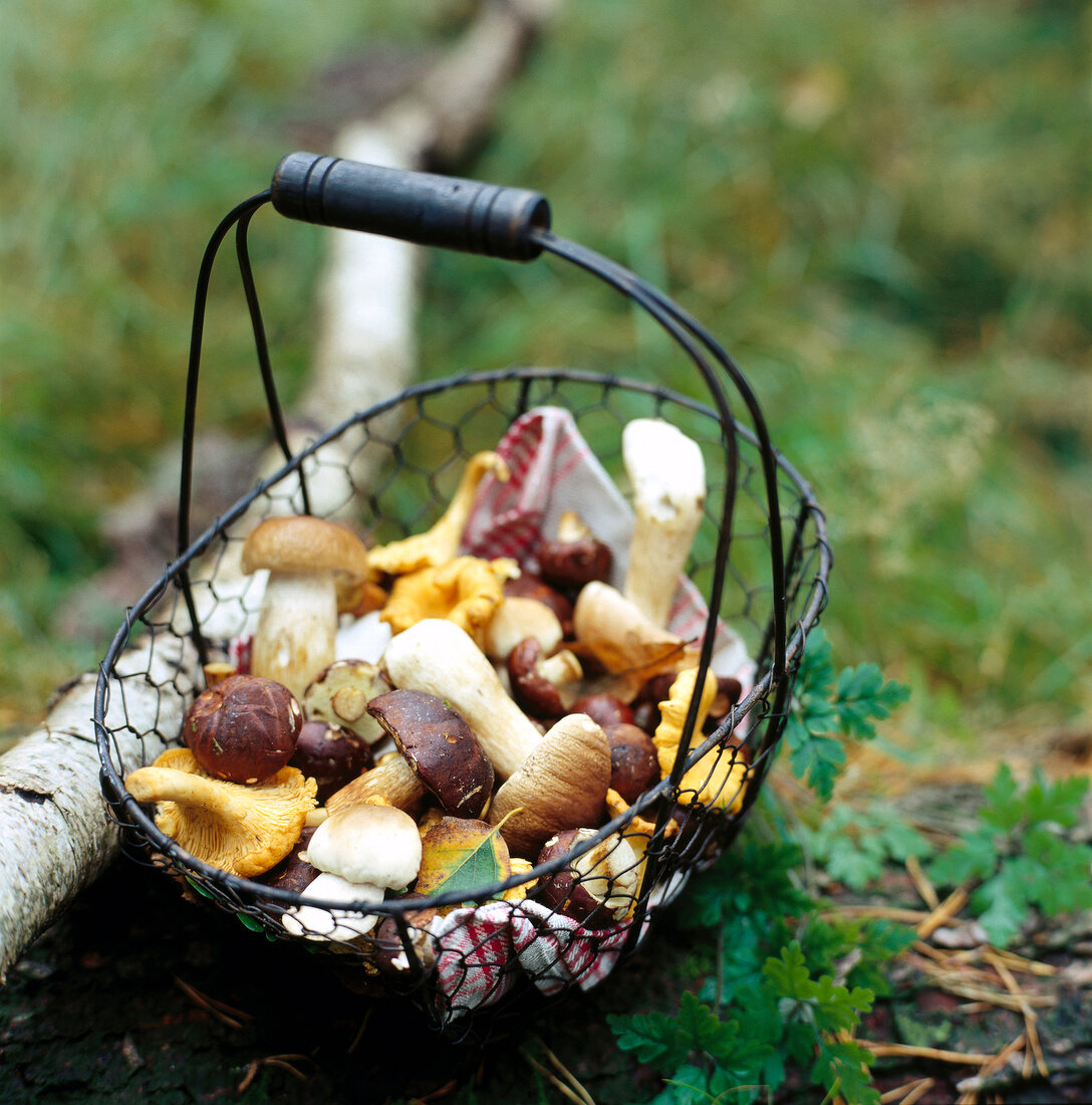 frische Waldpilze im Netzkorb auf Wiese