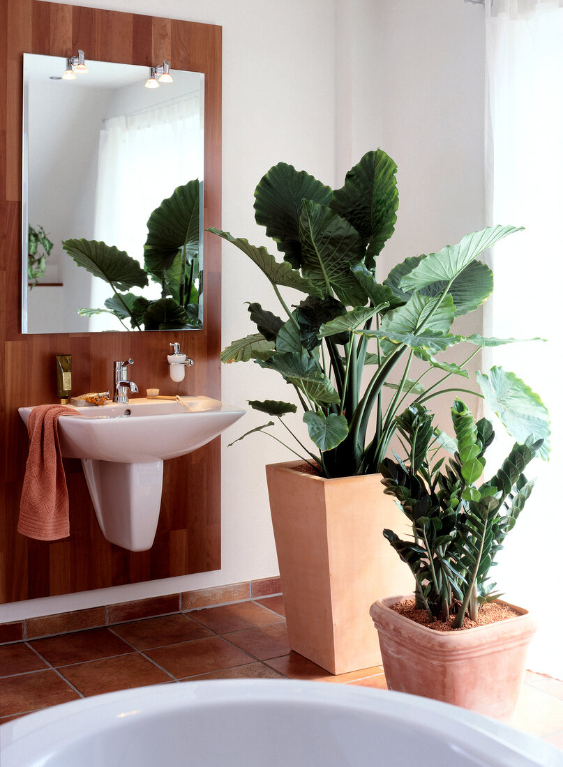 Bathroom with alokasie and zamioculca in pots next to sink