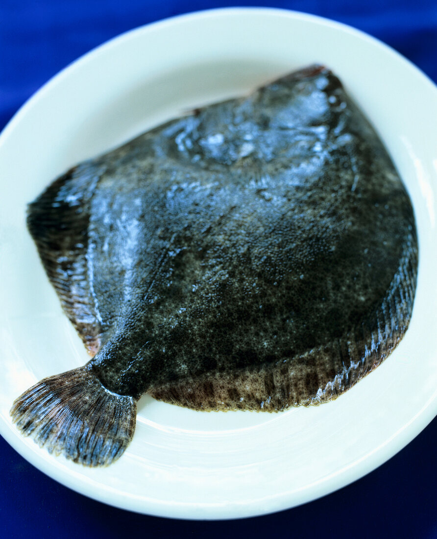 Turbot on square plate