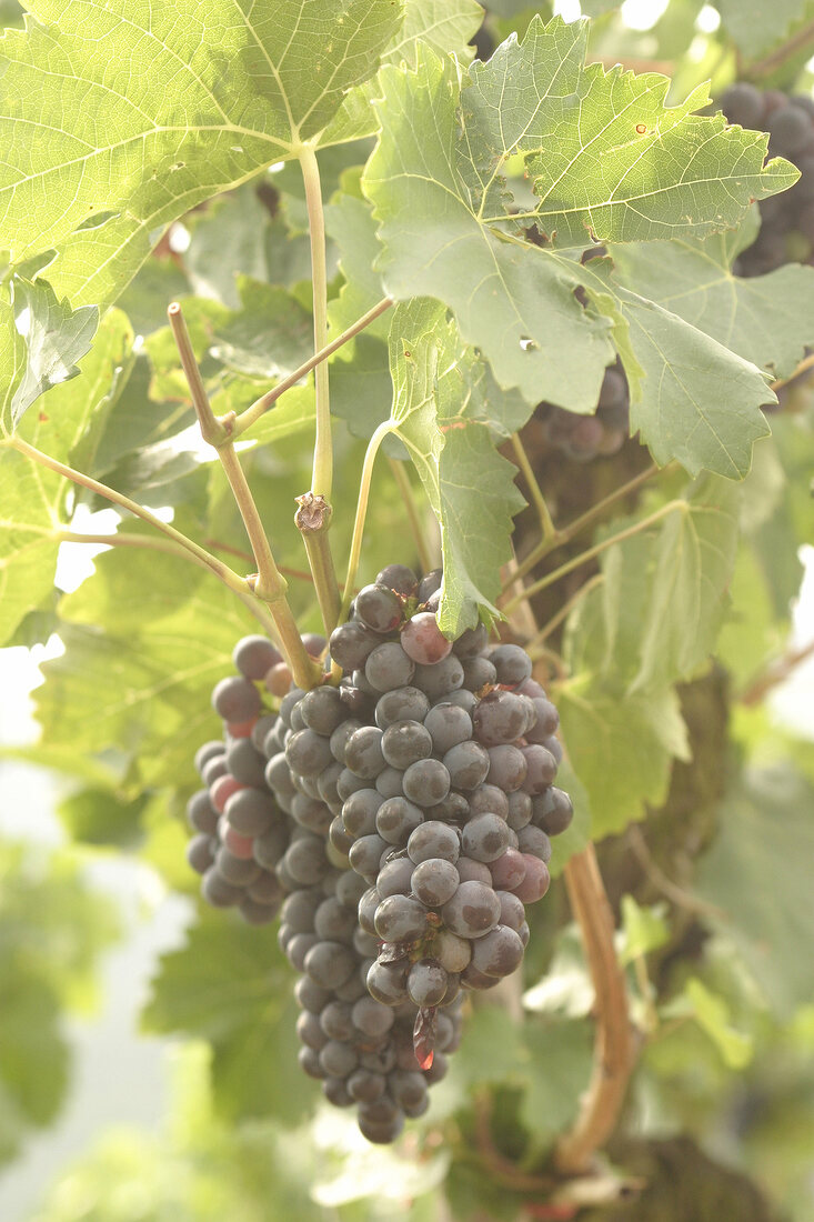 Weintrauben aus der Weinregion Ahr Trauben blau