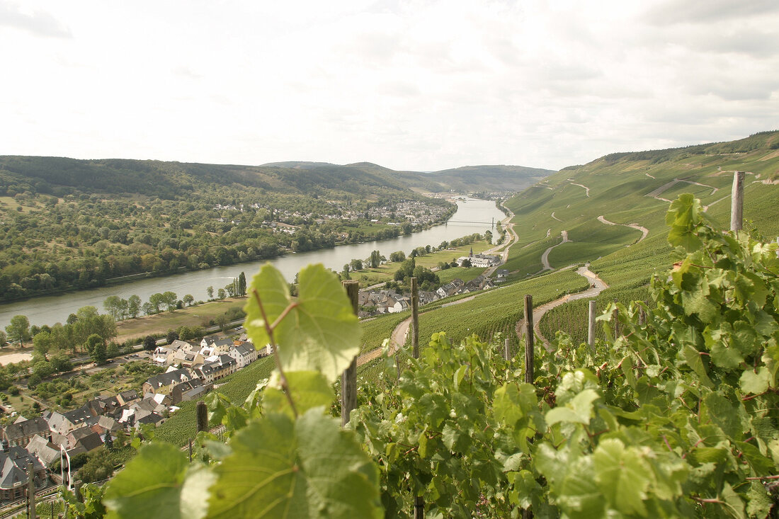 Weinregion Mosel-Saar-Ruwer Landschaft Impression