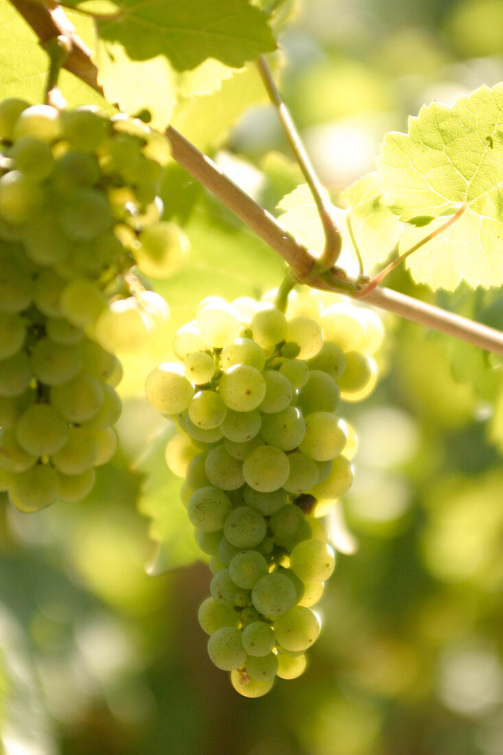 Dr Loosen Weingut in Bernkastel-Kues Rheinland-Pfalz Deutschland