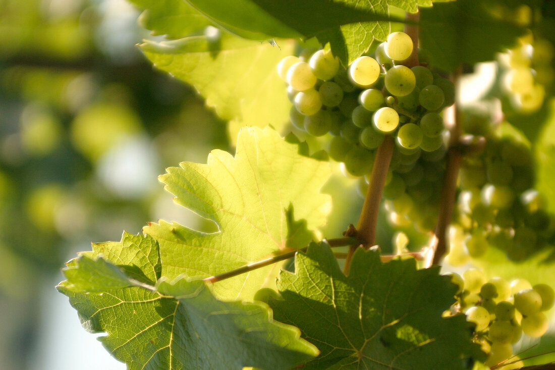 Dr Loosen Weingut in Bernkastel-Kues Rheinland-Pfalz Deutschland