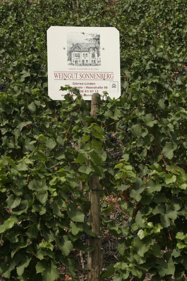 Sonnenberg Weingut in Bad Neuenahr-Ahrweiler Rheinland-Pfalz Deutschland