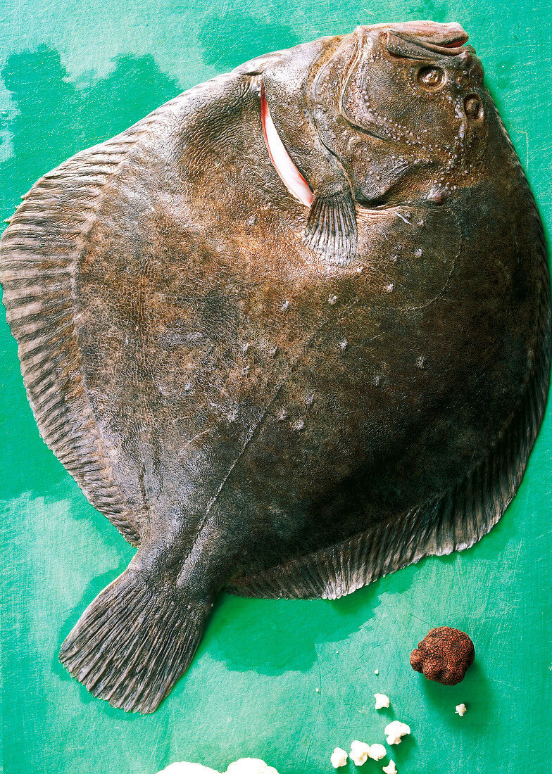 Close -up of flatfish on green background