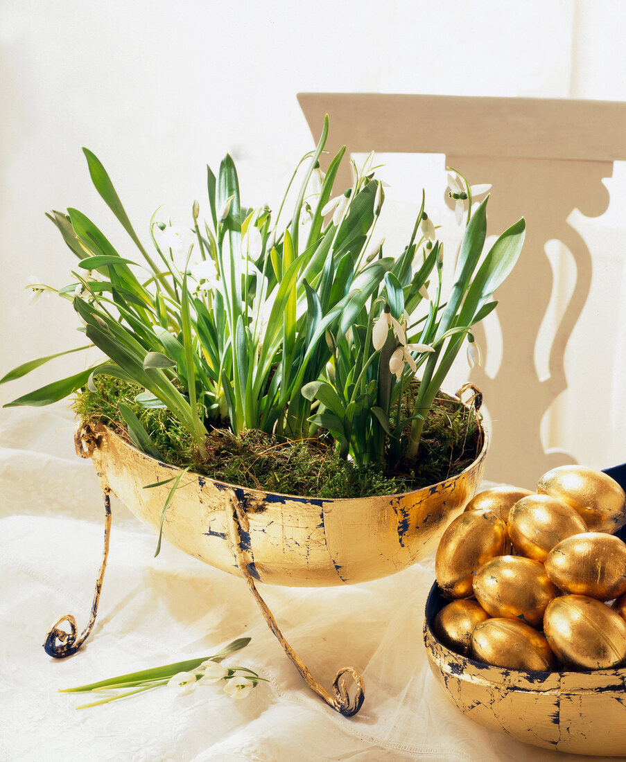 Snowdrops in a golden pot with golden decorated eggs for Easter