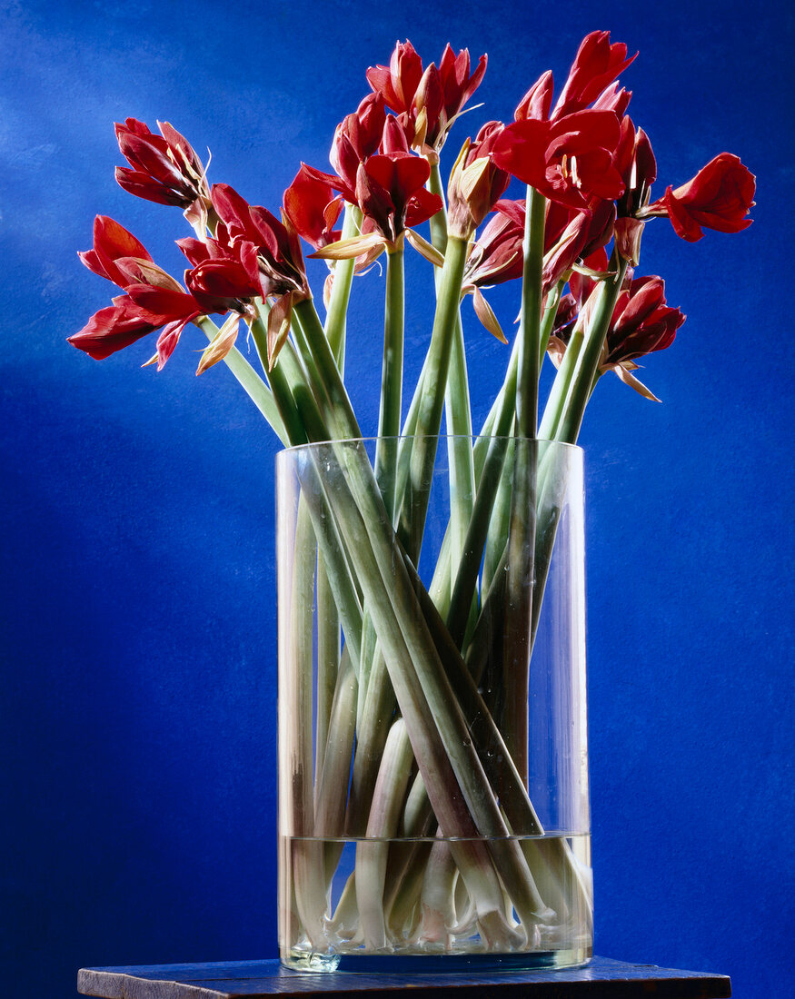 Red amaryllies in glass vase