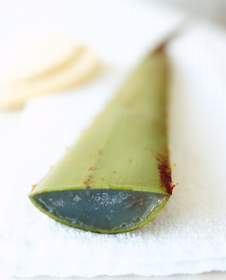 Close-up of broken aloe vera leaf on white towel