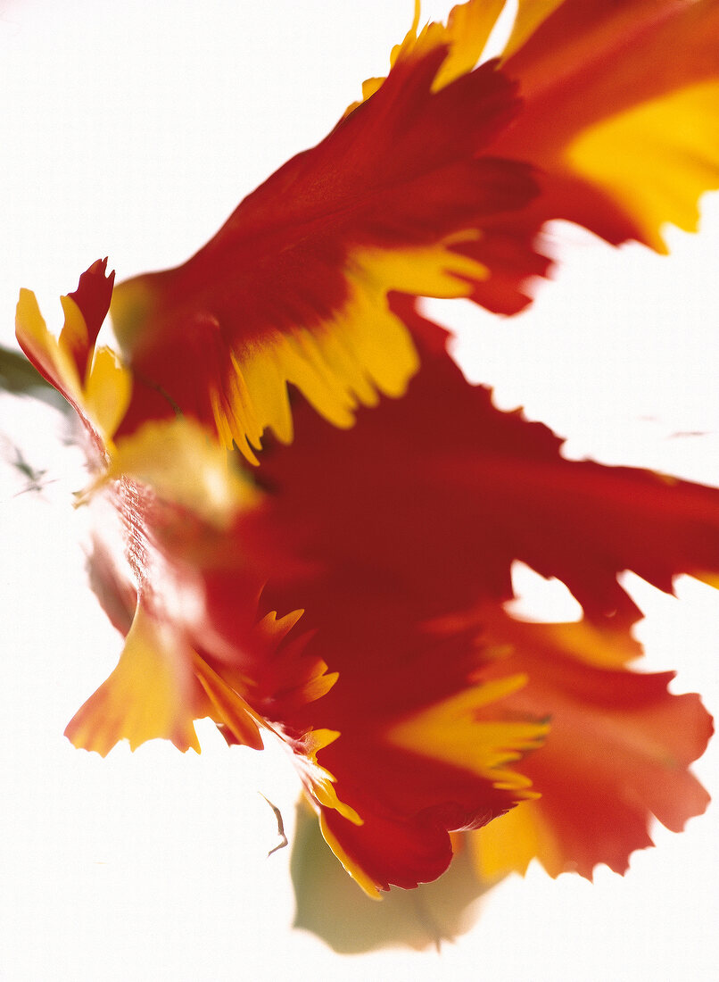 Close-up of red and yellow parrot tulip