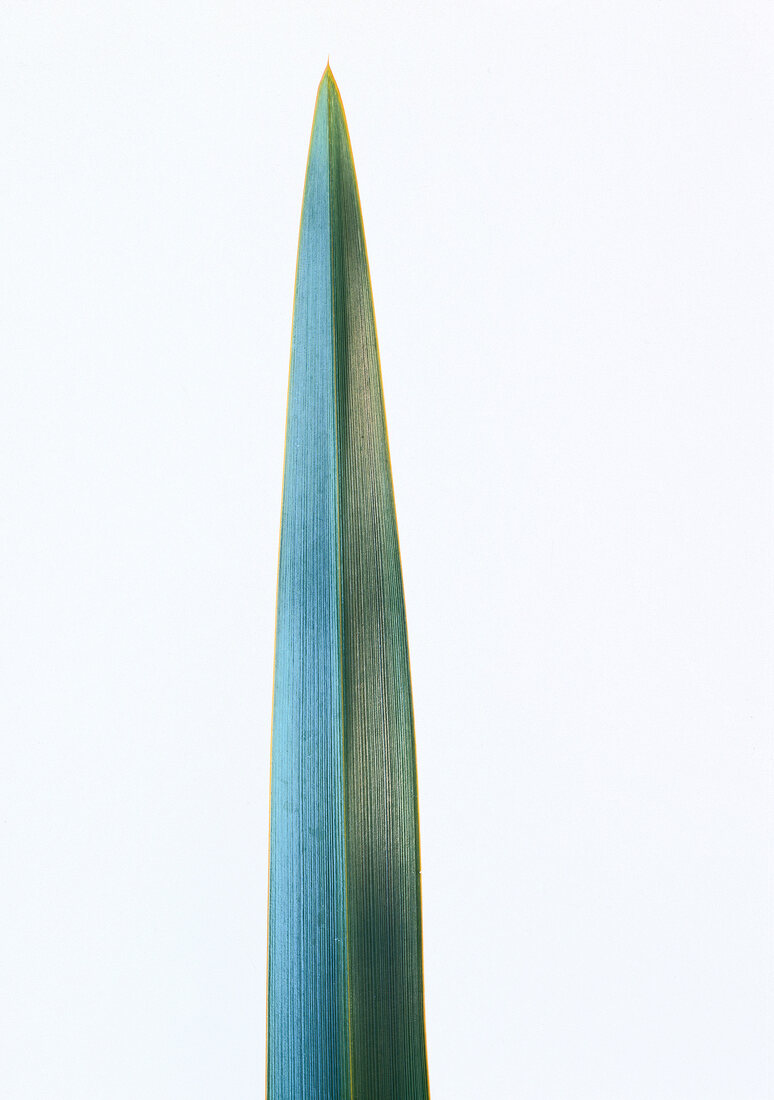 Close-up eines schwertförmigen Blattes Flachs