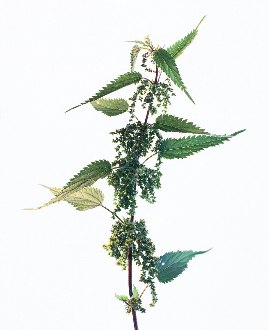 Close-up of green nettle on white background