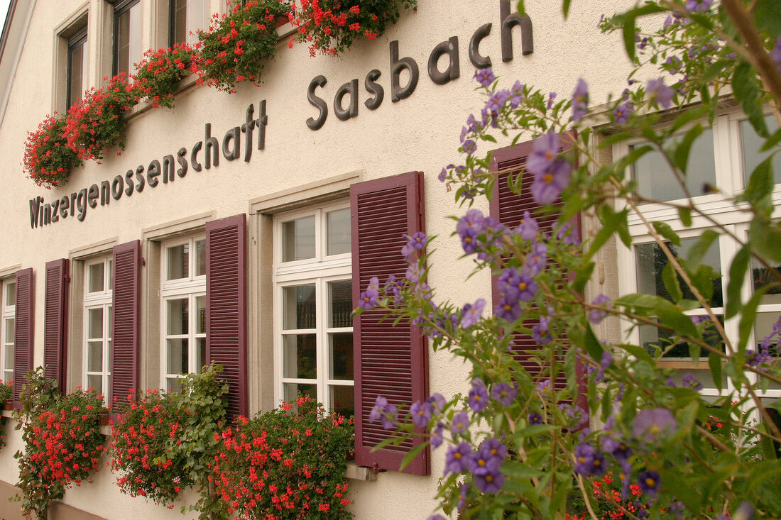 WG Sasbach am Kaiserstuhl … – Buy image – 10099401 ❘ seasons.agency