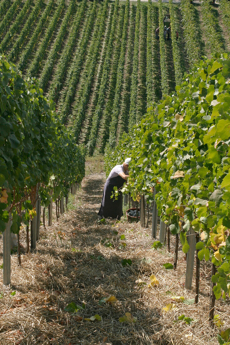 Dr Heger Dr.Heger Weingut mit Vinothek Weinshop in Ihringen