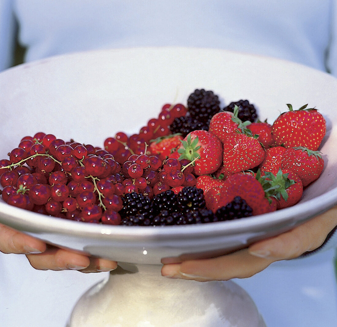 Hände tragen eine Schale mit Obst, Beeren, Früchte des Sommers, close