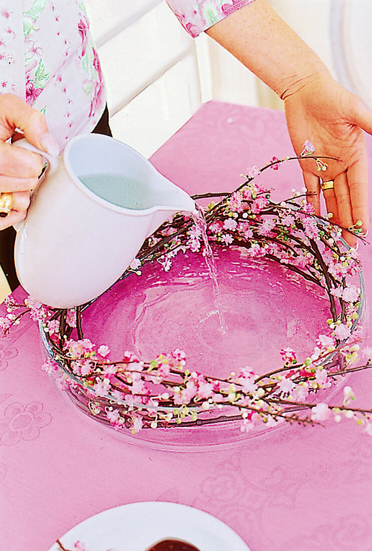 cherry branches bent into a wreath are watered in a glass bowl