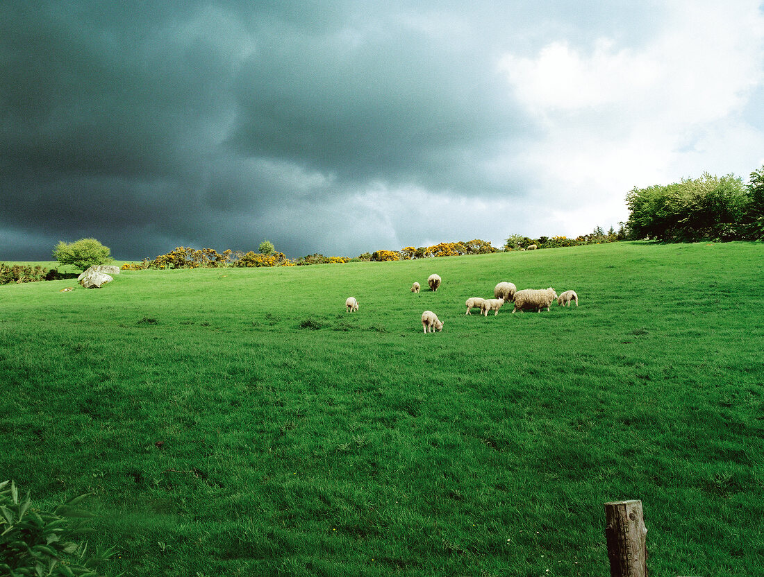 Sheep grazing in meadow with dark clouds, Wicklow, Ireland