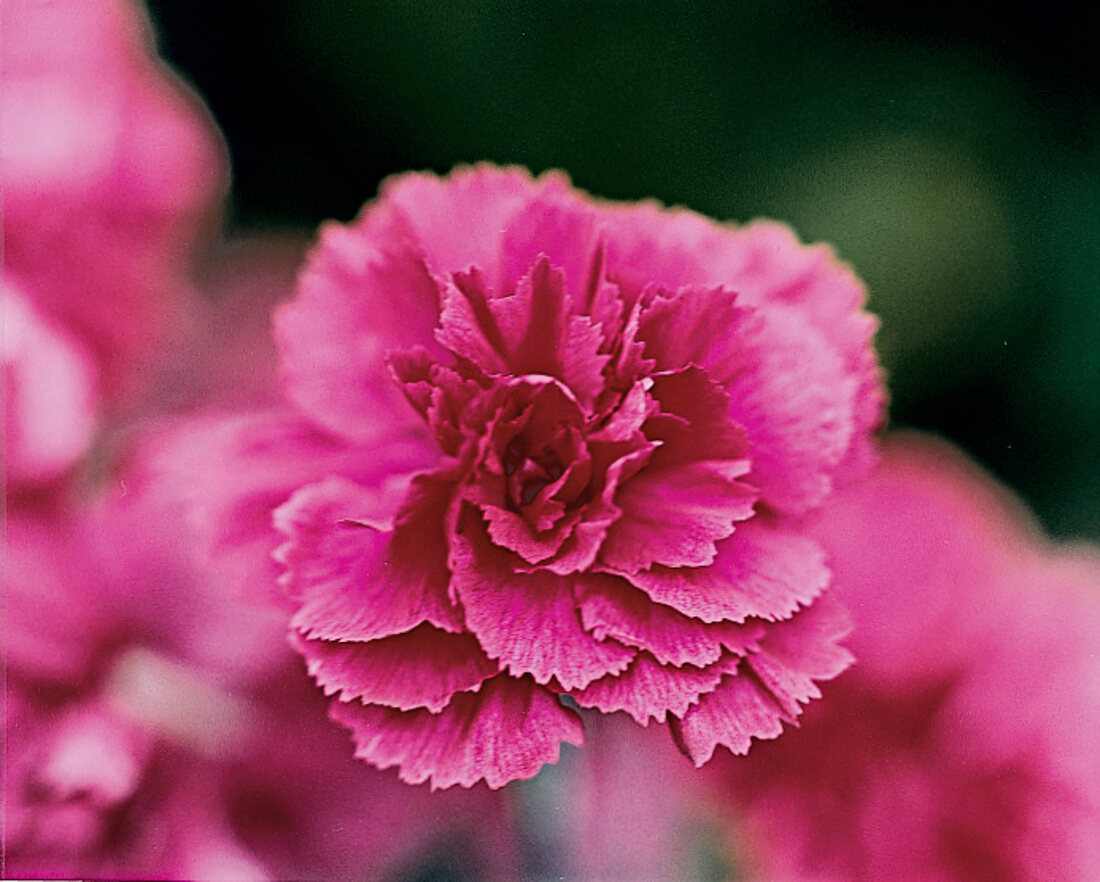 Carnation flower Batis Double, garden carnation, close-up