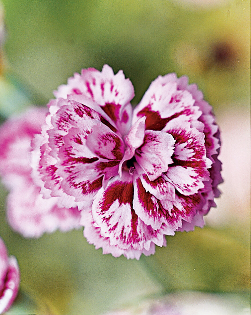 Carnation flower Moortown Plume, garden carnation, close-up