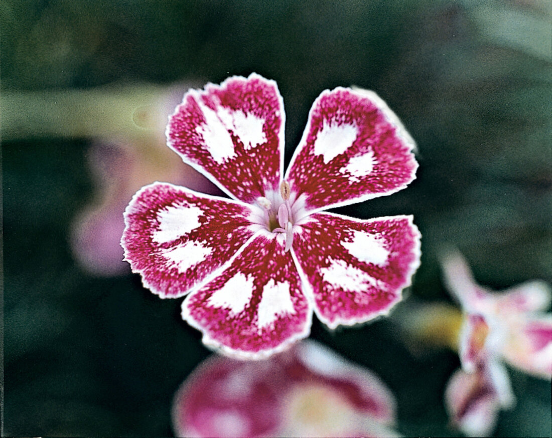 Carnation Fair Folley, garden carnation close-up