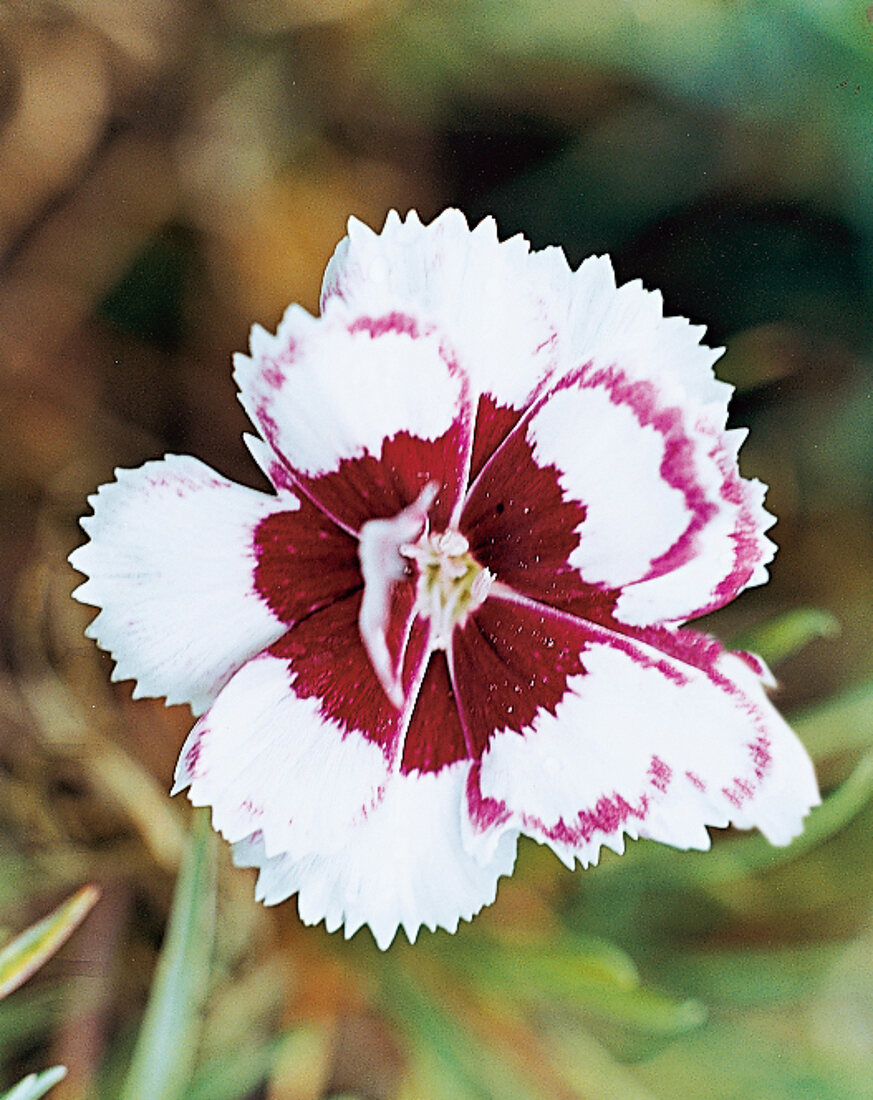 Carnation London Lovely, garden carnation, close-up