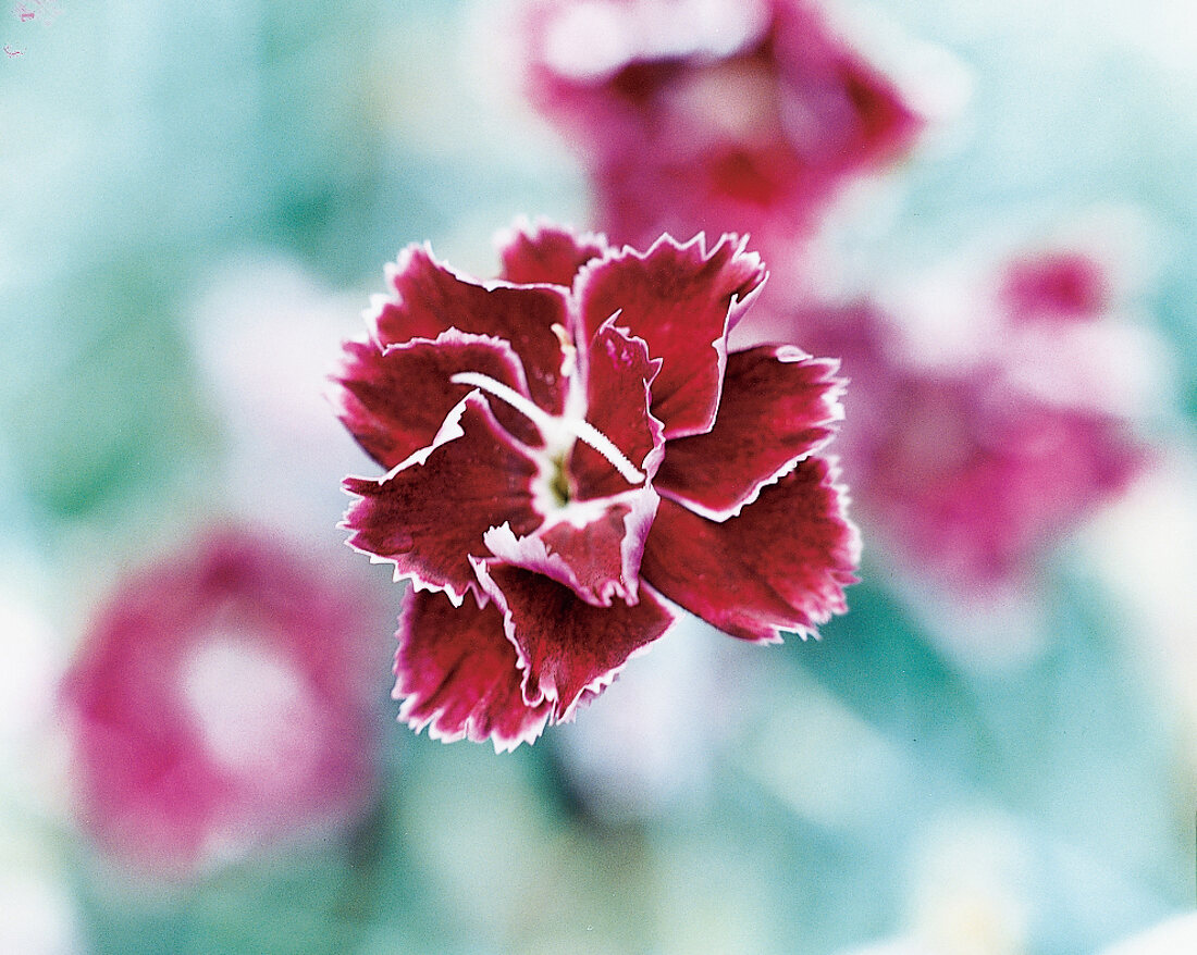 Carnation Camilla, garden carnation, close-up