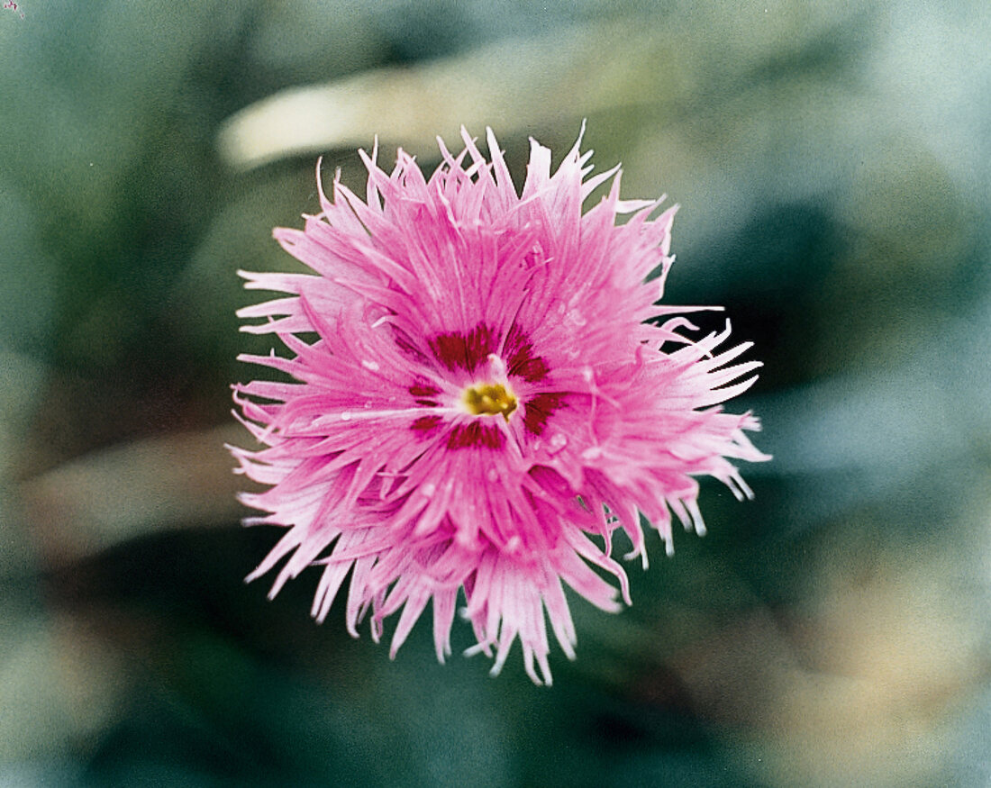 Nelkenblüte Kcp7, Gartennelke, close-up