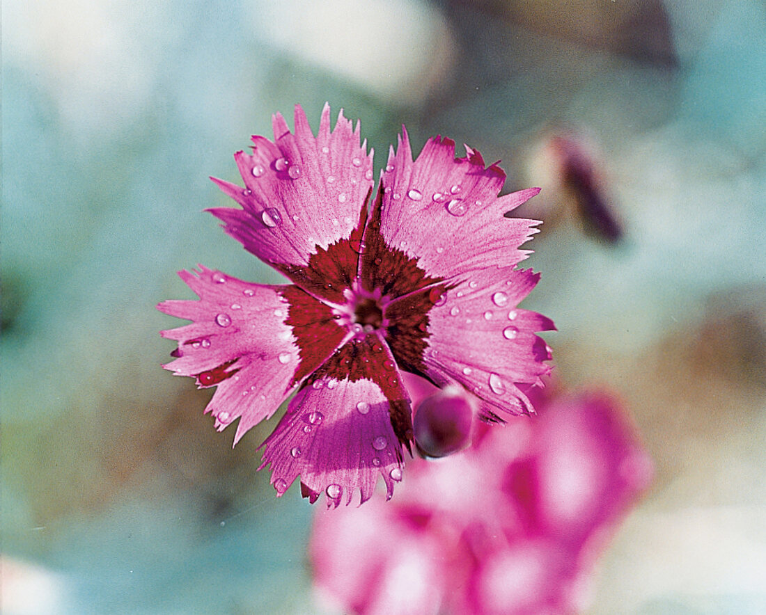 Clove blossom 'Old Irish', garden clove, close-up