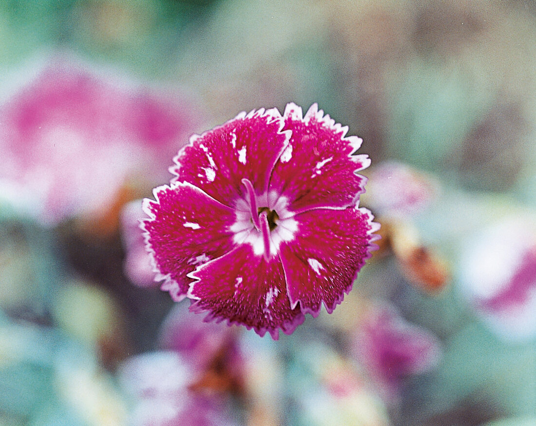 Carnation bloom Mrs Roxburgh, garden carnation, close-up