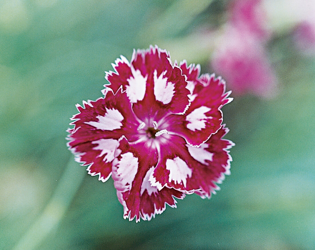 Carnation flower Queen of Henri, garden carnation, close-up