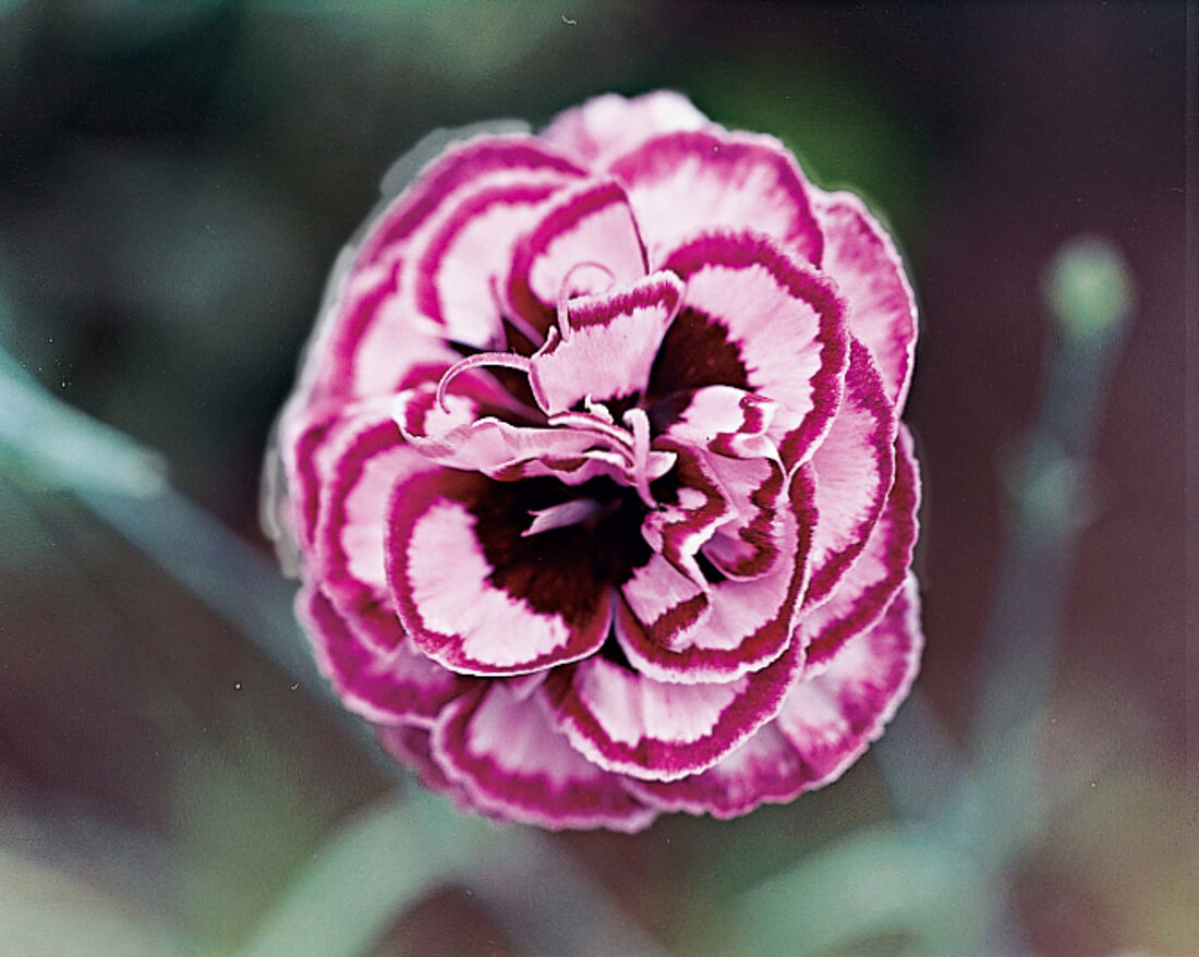 Carnation London Brocade, garden carnation, close-up