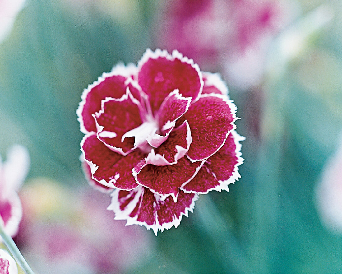 Carnation bloom Binsey Red, garden carnation close-up