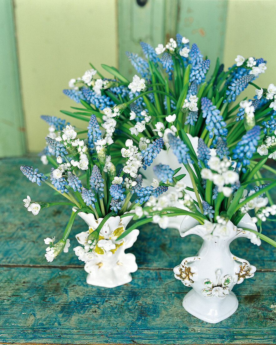 Pearl hyacinths, star-shaped flowers of the white Allium neapolitanum in vases
