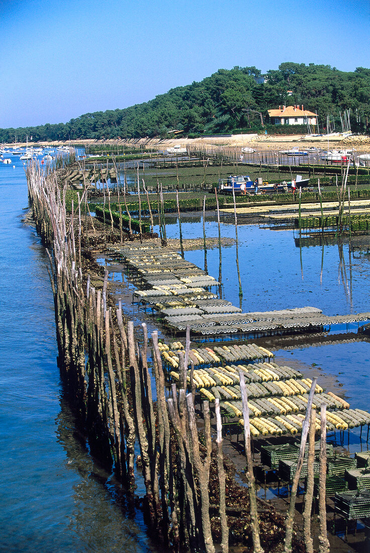 Austernzucht im Atlantik der Halb- insel Lège-Cap Ferret